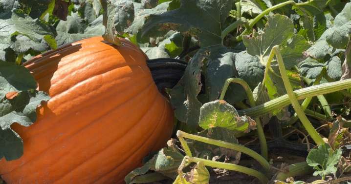 Dan's Discoveries: Rediscovering Life on the Farm