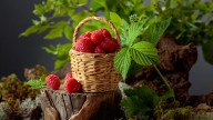 Check The Quality Of Raspberries In Seconds With One Simple Move