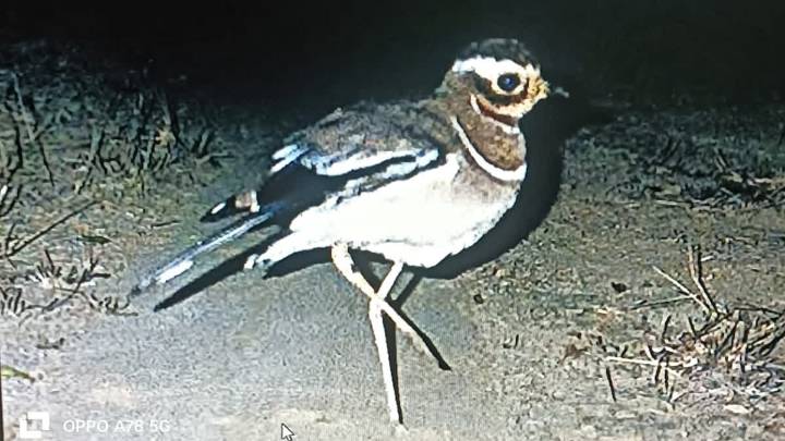 Once Thought Extinct, Kalivikodi Spotted Again In Kadapa; Rs 50 Crore Spent To Trace The Bird