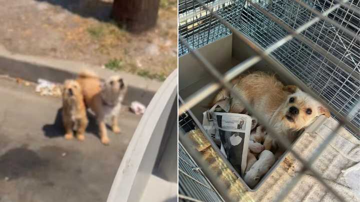 California Rescuers Find Mom Dog And Her Babies Near Trailer, Only To Reveal A Shocking Secret