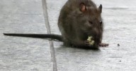 New York City’s War on Rats Won by Rats