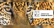 Hay más Jaguares en Sonora, su población sigue creciendo y esto debes saber