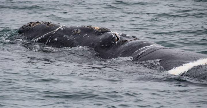 California leads spike in whale entanglements last year, NOAA report says