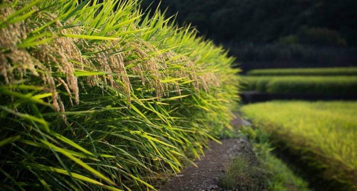 This Year’s Nice Rice Price Marks an 18-year Low Amid a Doubling of Per