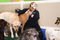 New dog daycare business coming soon to ...