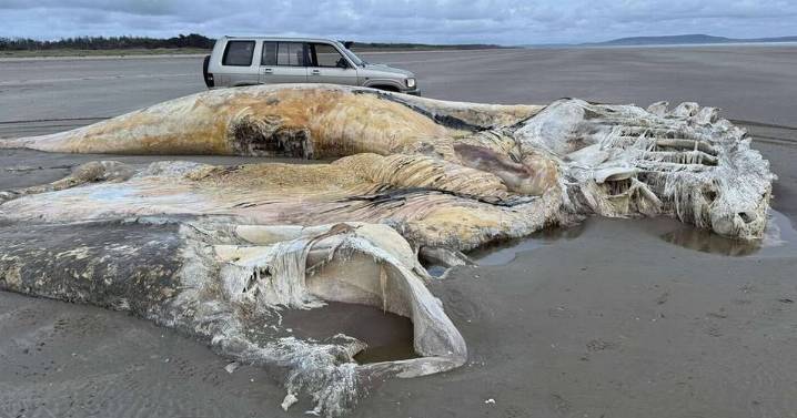 Huge carcass of mysterious sea creature washes up on beach