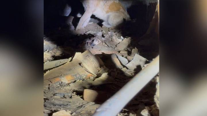 Mississippi Dog Discovered Beneath A House Was Suffering From A Dangerous Injury