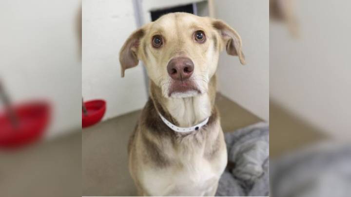 Arizona Shelter Staff Discover Pup Tied Outside With Tearful Note Explaining Owner’s Goodbye