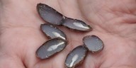 What do persimmon seeds in the Ozarks predict about winter