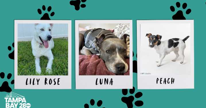 Rescues in Action: Lily Rose, Luna and Peach
