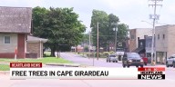 Free trees will be available to certain groups in Cape Girardeau
