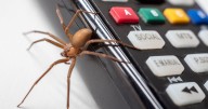 Jingle hell as giant horny spiders set to invade homes over Christmas
