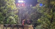 Dozens of cows killed in early morning crash along Route 15
