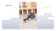 VÍDEO: dos toros destrozan brutalmente un coche al escapar del encierro en Guadalajara