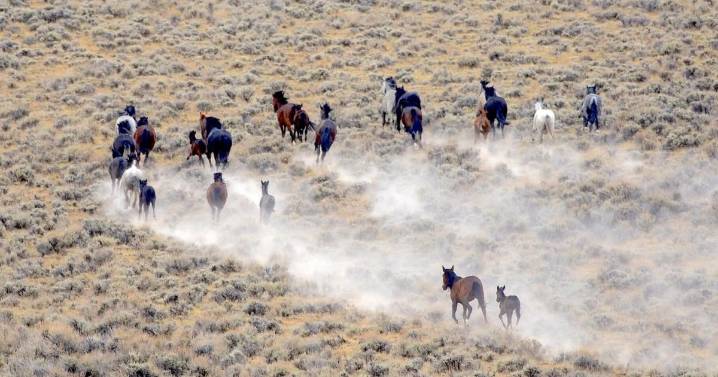 Feds slate purge of ‘checkerboard’ wild horses for Oct. 13 despite court ruling, sparking new lawsuit