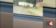 Caught on camera: Several dogs attack man on residential street in East St. Louis