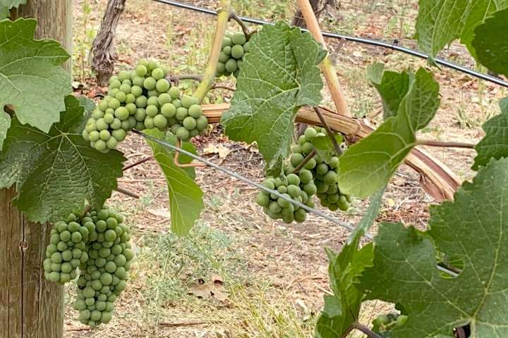 B.C. winery shipping to Ontario consumers despite trade barriers
