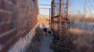Missouri Pittie Cowers In Fear Until One Rescuer Changes Everything