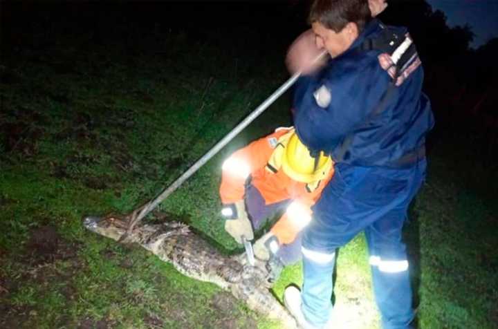 Capturaron un yacaré a metros de un hospital en Corrientes