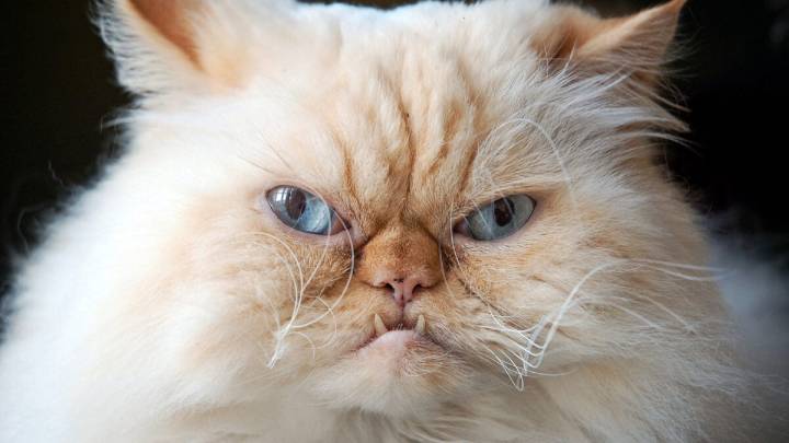 Another Cat Euthanized After Eating Raw Food Tainted With Bird Flu