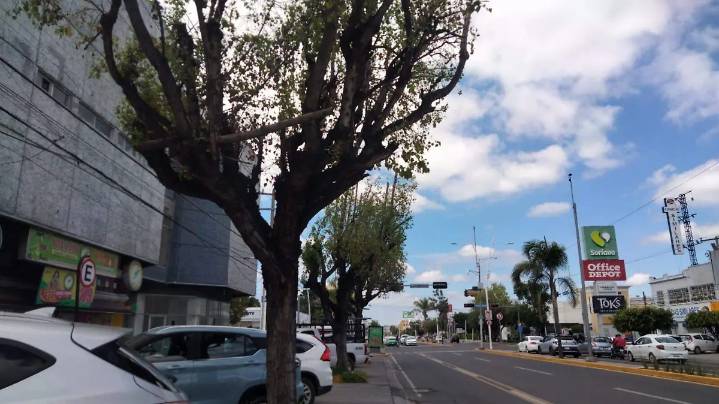 Retirarán 120 árboles enfermos y muertos de pie del Boulevard Adolfo López Mateos
