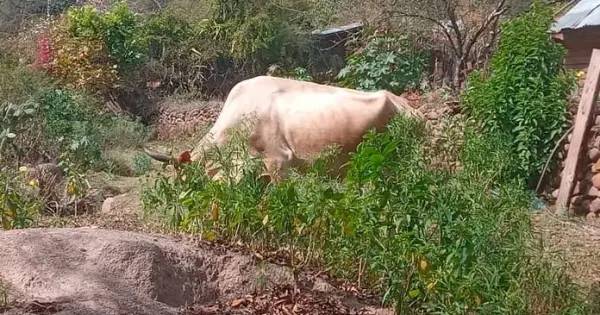 Vacunan ganado por riesgo de rabia