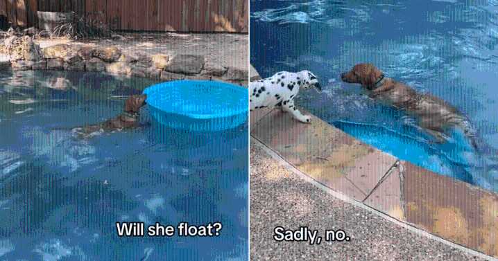 Dogs Try to Turn Small Pool into Boat During Backyard Play