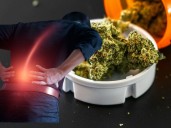 Extracto de cannabis podría aliviar dolores lumbares crónicos, estudio