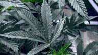 Debate continues on potential tighter restrictions on recreational marijuana