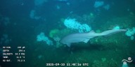 Las increíbles imágenes de tiburones en aguas profundas capturadas por la expedición Uruguay Sub200