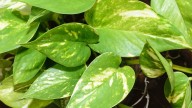 Soy jardinero y gracias a un truco secreto mi planta del dinero no para de crecer