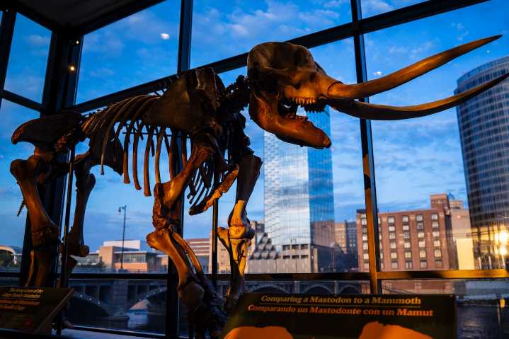‘It’s so beautiful’: Skeleton of 13,000-year-old mastodon unveiled at Public Museum