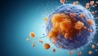 ATG Is Used to Prevent Organ Rejection. Researchers Say it Can Also Protect Insulin