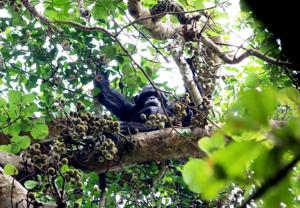 Berkley study finds chimps consume same as two glasses of wine daily