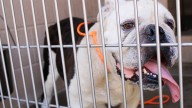 These Dogs and Cats Are Available for Adoption at Orange County’s Animal Shelter