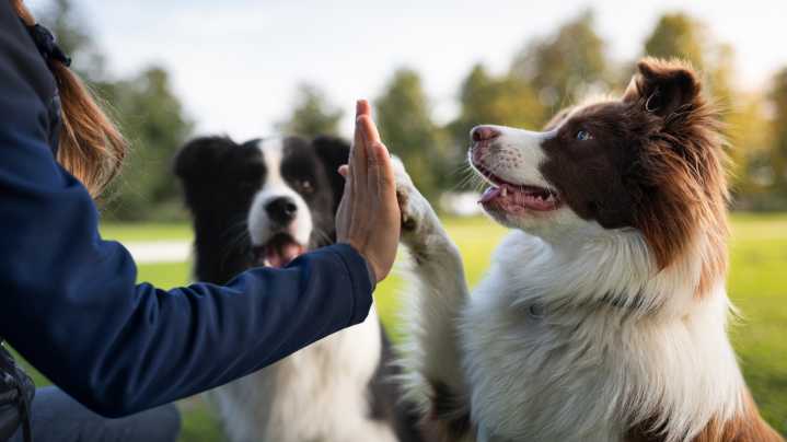 Chewy: Unique Buying Opportunity (NYSE:CHWY)