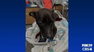 Puppy saved from drowning after man fleeing police crashes into golf course pond: Madison Co. Sheriff