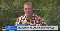 Honeycrisp and cosmic crisp apples | Lunch Break with Michael Marks