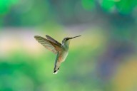 Hummingbirds in Missouri: When do they migrate south?