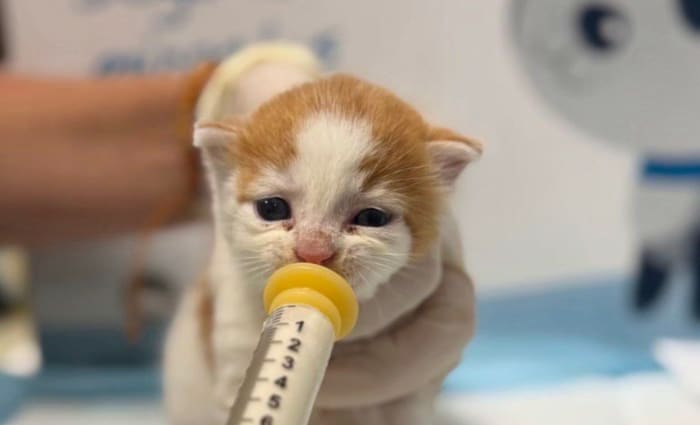 Calling all kitten caregivers: Over 115 tiny felines waiting for foster families at Jacksonville Humane Society