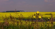 Canadian farmers weigh future as Chinese tariffs hit canola prices