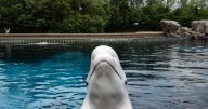 'It's just terrible over there,' Premier Doug Ford says of Marineland