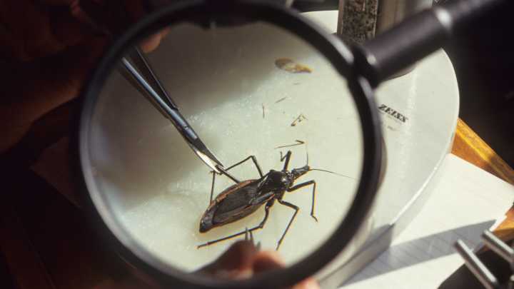 All about kissing bug disease