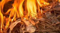 South Carolina Forestry crews contain 10-acre fire in Kershaw County