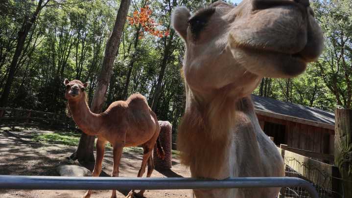 Camels, alpacas, and ponies, oh my! Fairhaven sanctuary a local fave