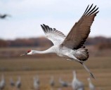 LOOK UP: Ohio Sandhill Crane Count Shows Population on the Rise