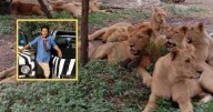 Tragedia en el zoológico de Tailandia: leones atacan a su cuidador ante turistas aterrados