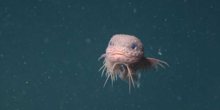 Meet the bumpy snailfish, one of three new deep