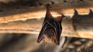 Rabid bat found in Pasadena; residents urged to take caution