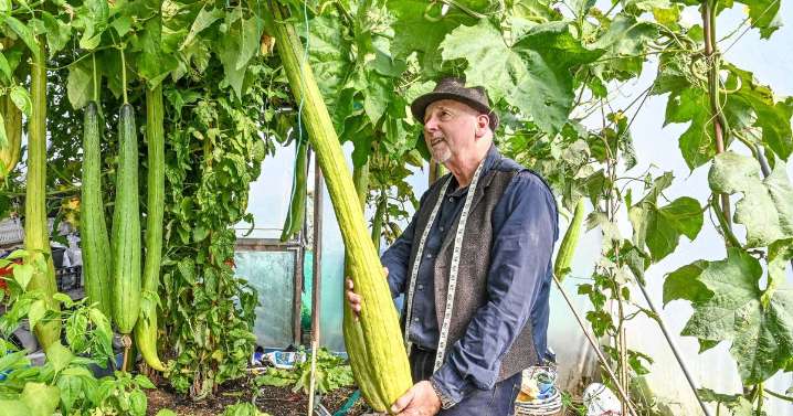 Grandfather claims world record for longest and heaviest luffa